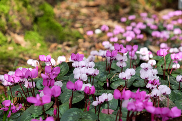 Fototapeta premium Cyclamen coum, the eastern sowbread, in flower