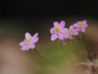 Fototapeta premium 春の雪割草