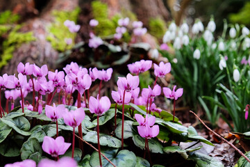 Cyclamen coum, the eastern sowbread, in flower