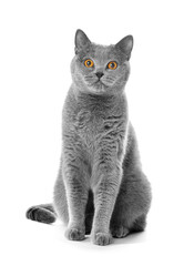 Purebred British gray cat sitting on a white background