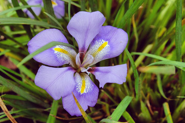 Purple Iris unguicularis, Algerian iris, in flower