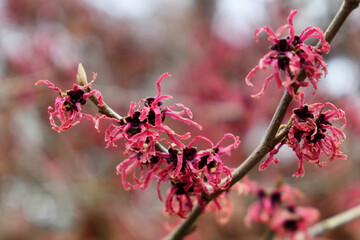 Hamamelis x intermedia 'Ruby' witch hazel iin flower during the winter