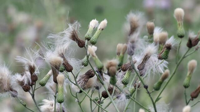 A patch of wild thistle down seeds blowing in the breeze.