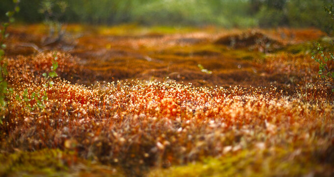 Macro of Pohlia nutans moss with green spore capsules on red stalks