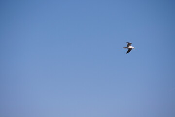 Goéland en vol dans le ciel bleu