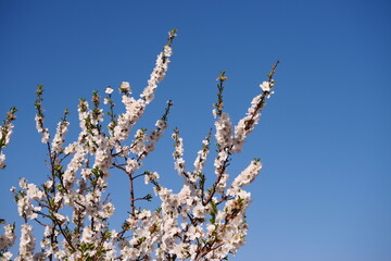 Amandier en fleur, ciel bleu