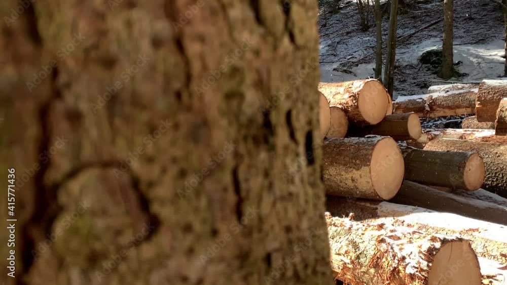 Poster rows of piled of logs waiting to be transported in the woods. log trunks pile in the forest. logging