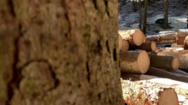 Rows of piled of logs waiting to be transported in the woods. Log trunks pile in the forest. Logging timber for wood industry. Closeup of chopped firewood in winter.
