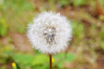 Dandelion hat in nature close up in the park