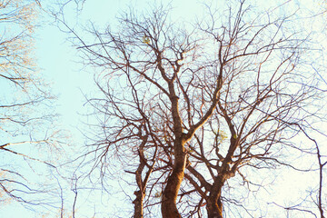 Empty tree branches in the spring 