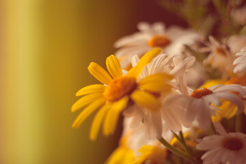 yellow and white flowers