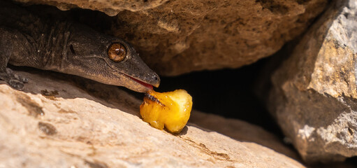 La Gomera wall gecko eating banana