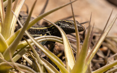 Lizards of La Gomera: Boettger's Lizard