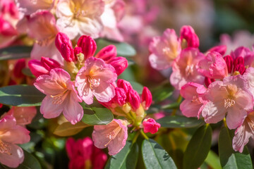 Fototapeta na wymiar Rhododendron blossom, springtime outdoor background