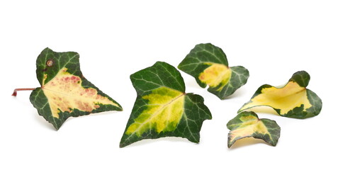 Ivy leaves, Hedera helix leaf pile isolated on white background