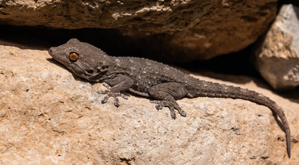 La Gomera wall gecko