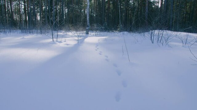 Fox tracks in the snow. Traces of wild animals on the white snow in the winter in the forest
