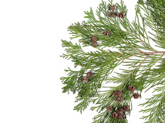 Redwood tree twig with leaves and small pine cones isolated on white background, top view