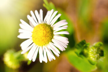 Fototapeta premium chamomile flower