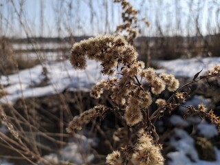 wildlife macro shot against a beautiful natural landscape