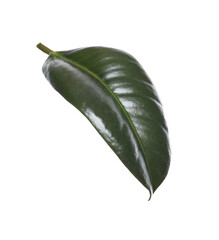 Fresh green leaf of Ficus elastica plant isolated on white