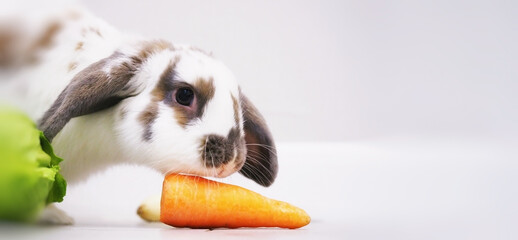 White rabbit with brown spots eats large washed orange carrot blurred background wide horizontal...