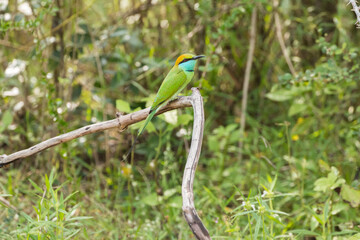 couple of green bee eaters sitting on branch in wilpattu national parc
