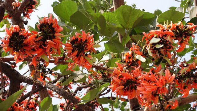 The red-orange Palash flower buds are swaying in the spring wind. Bees are extracting honey from red-orange Palash flowers.