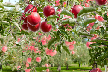 【青森県弘前市りんご】岩木山麓津軽の秋、りんご園は収穫中