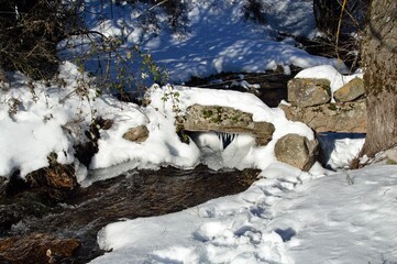Forest landscape in winter with frozen water