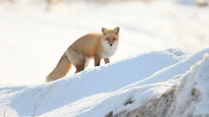 雪の中に佇む野生のキタキツネ