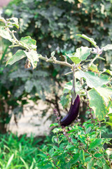 Dark ripe eggplant fruits hang from the bush