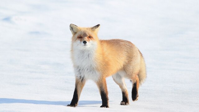 雪の中に佇む野生のキタキツネ