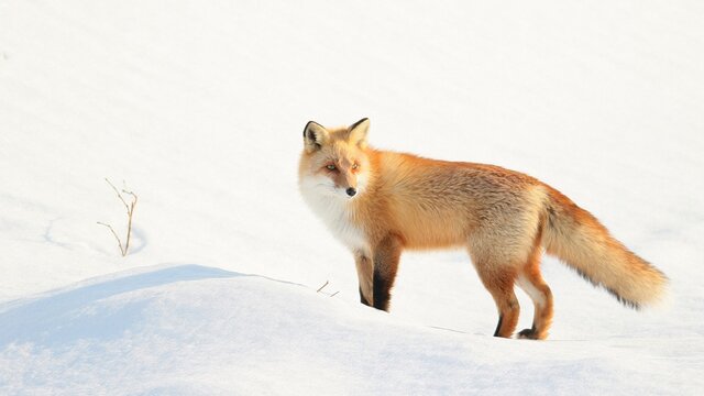 雪の中に佇む野生のキタキツネ