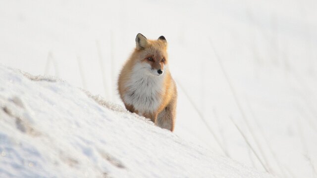 雪の中に佇む野生のキタキツネ