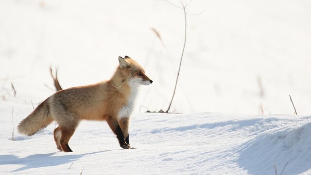 雪の中に佇む野生のキタキツネ