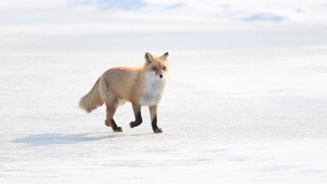 雪の中に佇む野生のキタキツネ