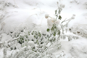 The rural garden in winter clothes. Roses covered with snow.