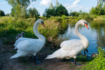 White swan onlake shore. Swan on beach. Swan on shore