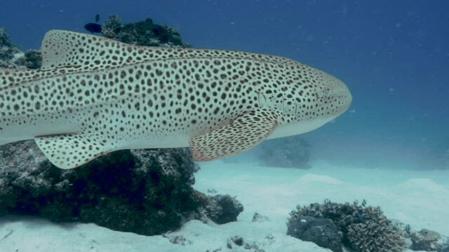 Endangered Zebra shark swimming. Great Barrier Reef. Pacific Ocean