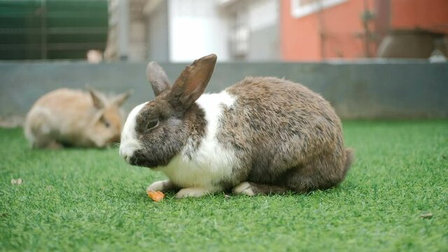 Lovely bunny easter fluffy rabbit, baby rabbit eat carrot and vetgetable on grass, Close up.