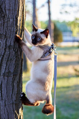 Mekong Bobtail cat climb a tree at the park
