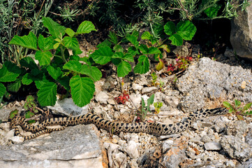 Vierstreifennatter im Jugendkleid // juvenile Four-lined snake (Elaphe quatuorlineata)