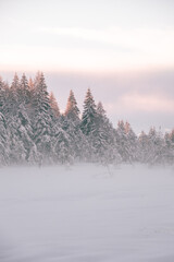 beautiful soft pink light during misty and hazy sunset in te mountains. Snow covered pines, snow all around, romantic atmosphere.