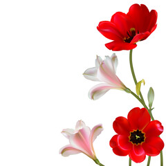 Flowers. Floral background. Red tulips. Lilies. Vector illustration.