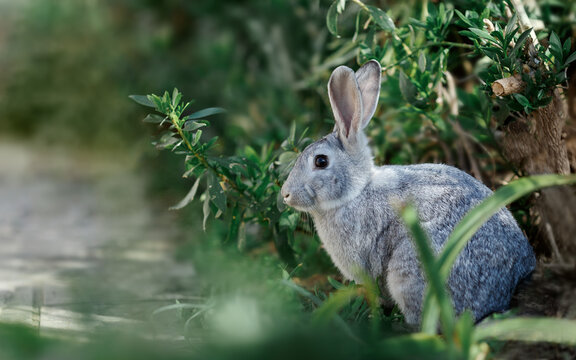 Wild, grey young rabbit eating grass and grooming on a Summer's morning in nature. Rabbit is facing right. Space for copy. Horizontal.