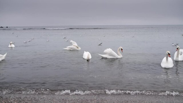 4K video of a lot of seagulls and swans on a beach during a cloudy dat at Black Sea in Romania