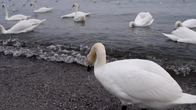 4K video of a lot of seagulls and swans on a beach during a cloudy dat at Black Sea in Romania