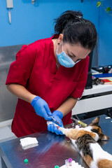 Veterinarian drawing blood from a cat