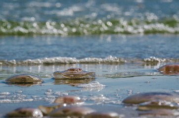 JELLYFISH - Invasion of marine creatures to the coast